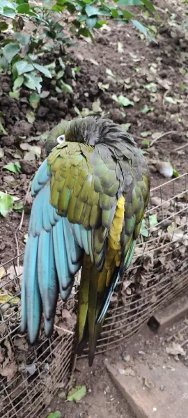 image from Zweitgrößtes Aviario Weltweit